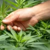 Herbarium Weed Dispensary Los Angeles' Premier Marijuana Destination