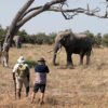 African Bush Camps Changing the Way We Think About African Safaris