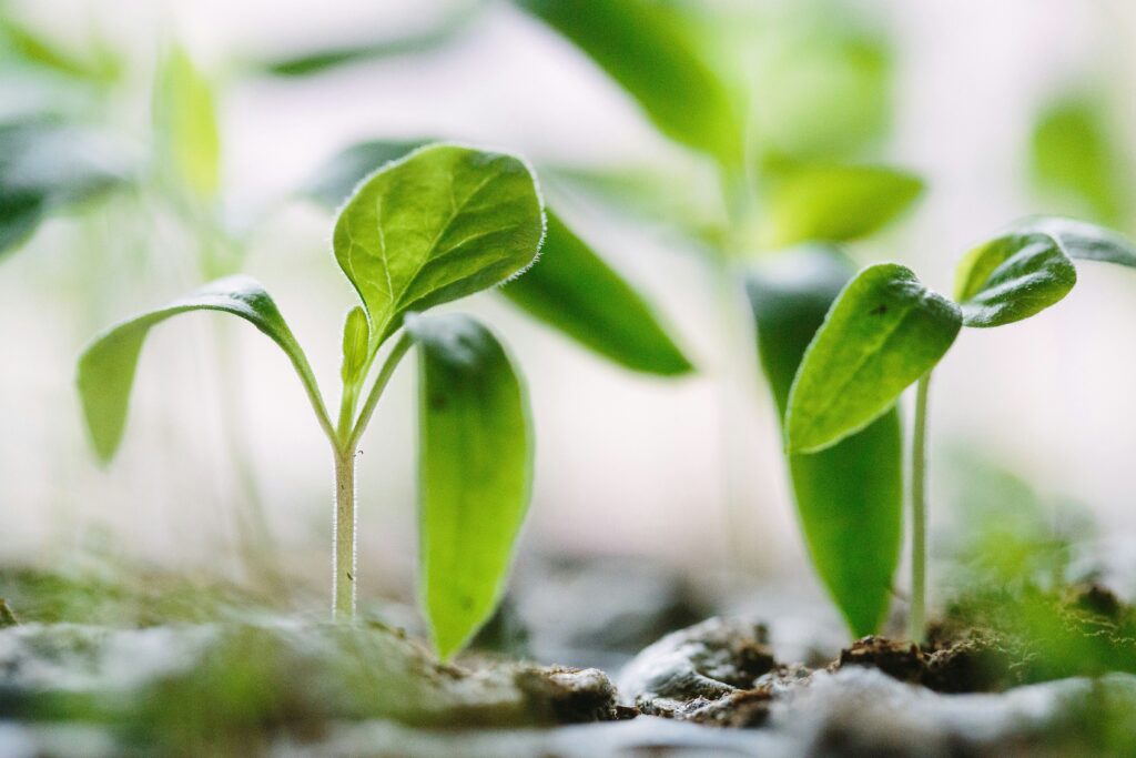 smart gardening