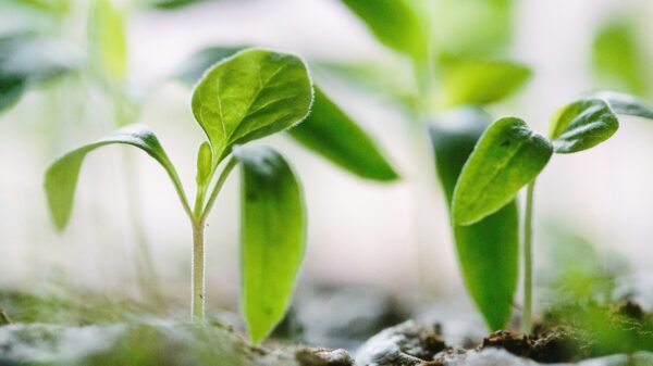 smart gardening